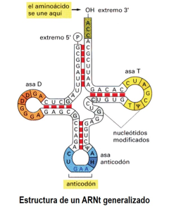 Estructura secundaria de una ARN de transferenci