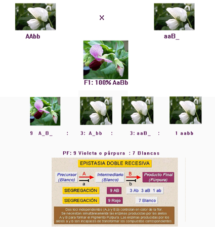 Genes complementarios flores púrpuras